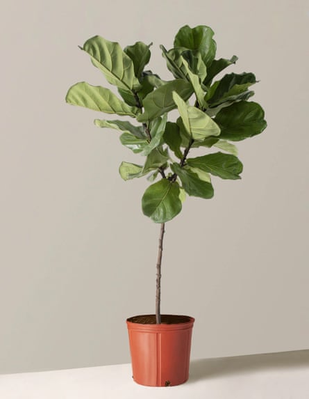 a tall plant in a brownish orange pot