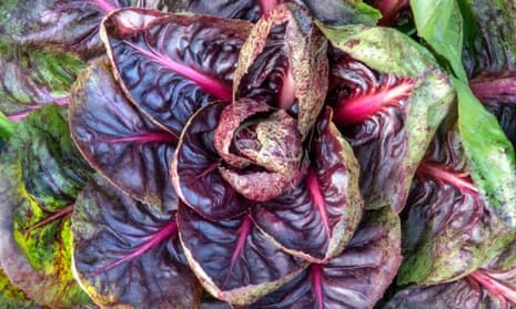 The purple and pink leaves of ‘Rossa di Verona’ chicory.