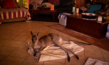 Mim the kangaroo in a family’s home in Kulnura, NSW