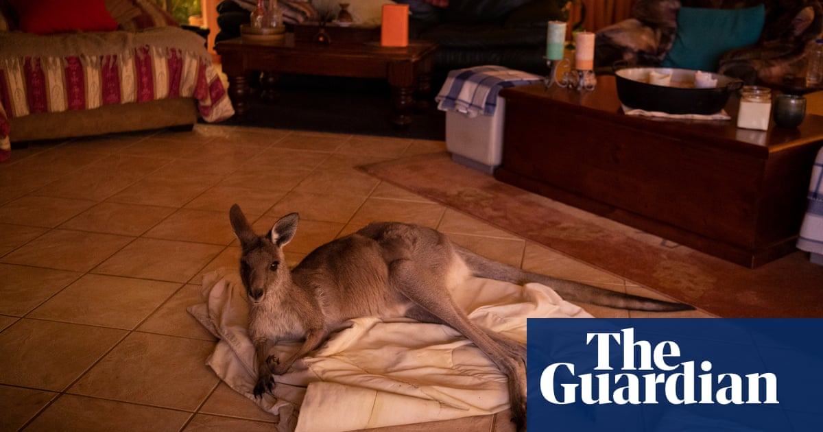 Heartbreaking And Heartwarming Animals Rescued From Australia S Bushfires Devastation Environment The Guardian