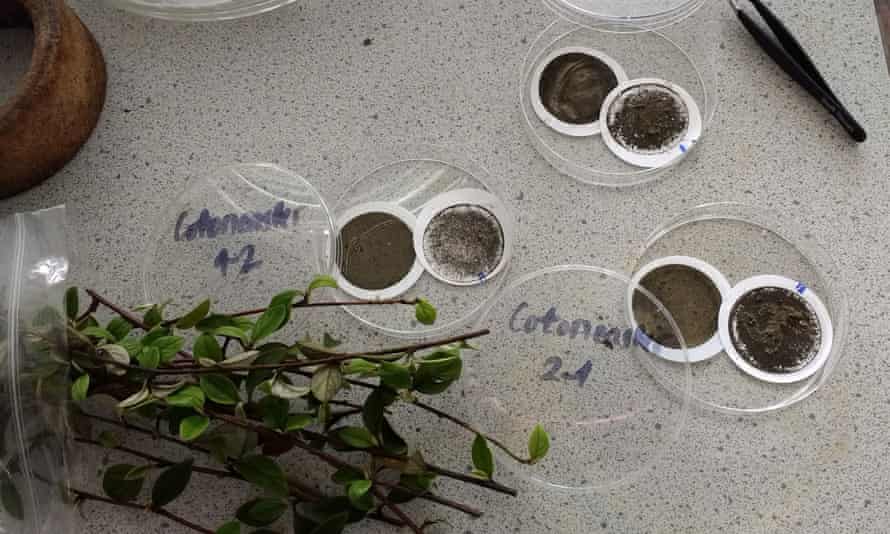 Leaves and trays containing black gunge