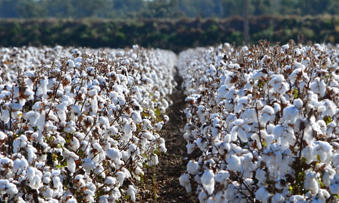 5 facts about cotton planting - AustralianFarmers