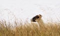 Argyll, UK ‘One late summer afternoon near Crinan Ferry, flowering grasses were as high as a sheep’s eye.’