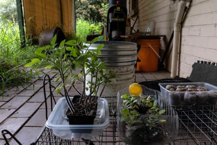 Potted tomato and other seedlings sit on wire racks outside Brendan Nugent’s front door