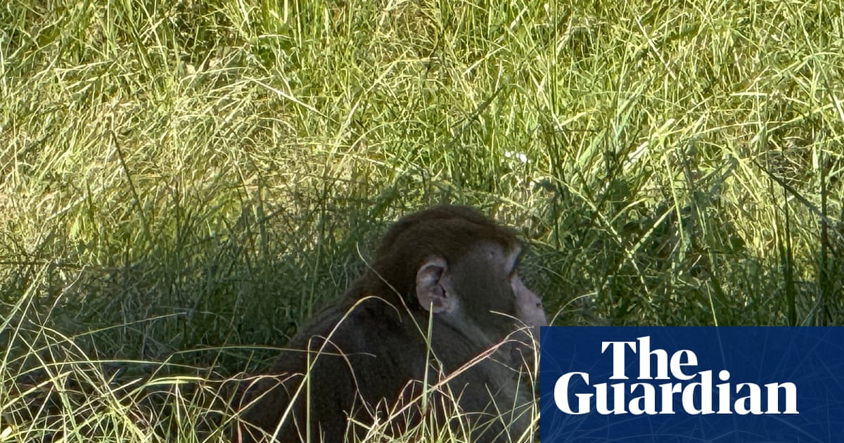 Mississippi woman fatally shoots monkey escaped from overturned truck