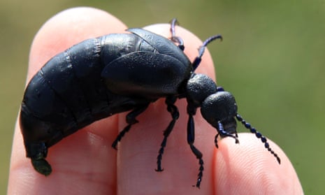 An oil beetle in Plymouth