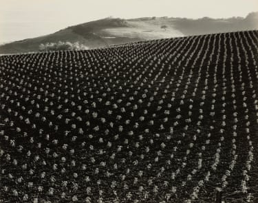Tomato Field, Big Sur, 1937