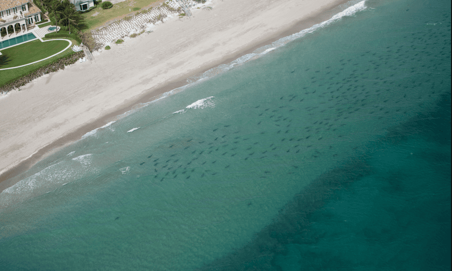 Blacktip Sharks In Sharp Decline Off Florida Coast And Trump S Not Helping Florida The Guardian Blacktip Sharks In Sharp Decline Off Florida Coast And Trump S Not Helping Florida The Guardian