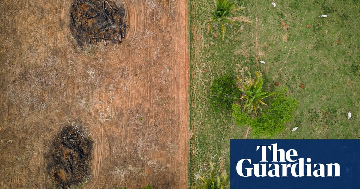 Global craze for collagen linked to Brazilian deforestation