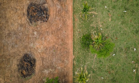Global craze for collagen linked to Brazilian deforestation | Amazon  rainforest | The Guardian