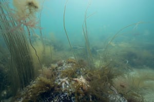 Shallow underwater habitat off coast of Jutland in Denmark