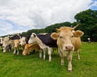 Trains disrupted on UK’s busiest intercity line as cows wander on to tracks