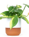 A potted heartleaf plant.