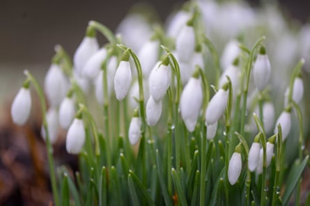 A patch of snowdrops
