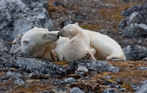 A polar bear and cub - taken from an exhibiton of pictures from the Poles by Sue Flood