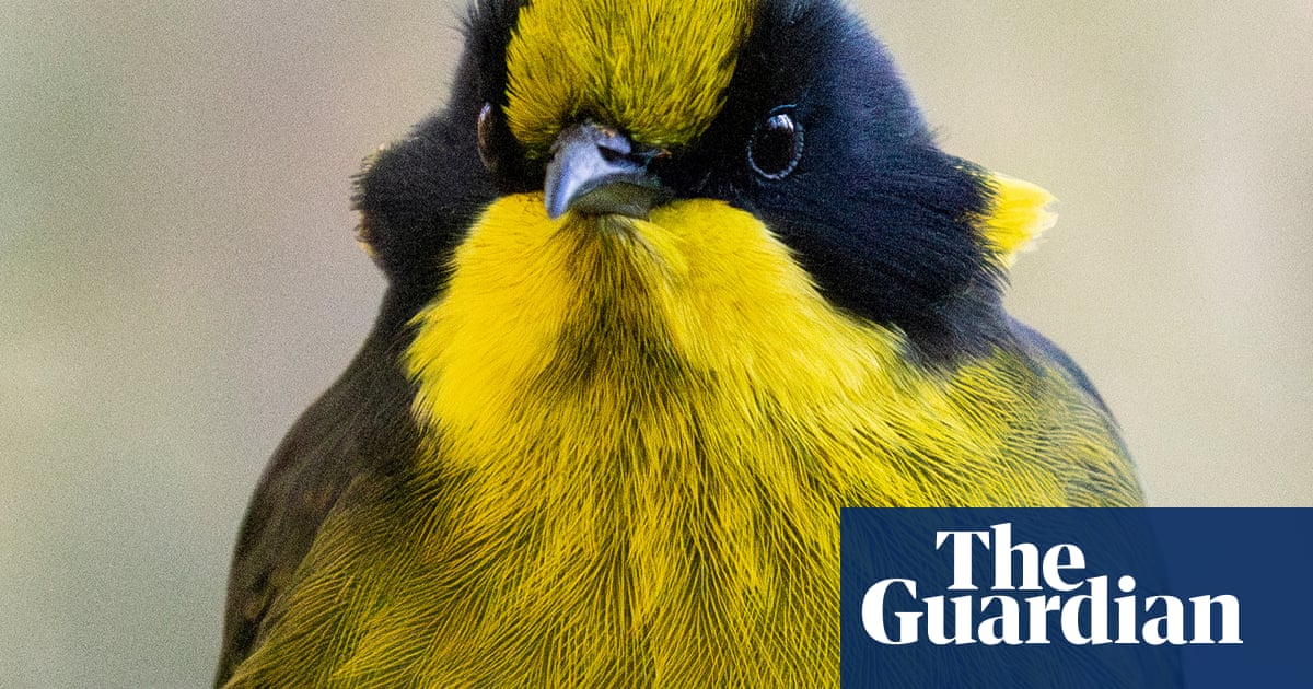 Helmeted honeyeaters return to Cardinia in Victoria for first time since 1983’s Ash Wednesday bushfires | Victoria Helmeted honeyeaters return to Cardinia in Victoria for first time since 1983’s Ash Wednesday bushfires | Victoria