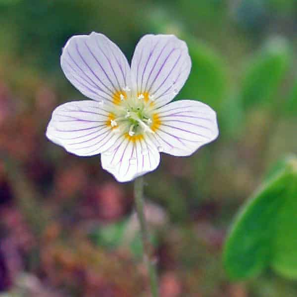 Country Diary Ground Flora Race To Bloom Before The Tree Canopy Fills In Wild Flowers The Guardian Country Diary Ground Flora Race To Bloom Before The Tree Canopy Fills In Wild Flowers The Guardian