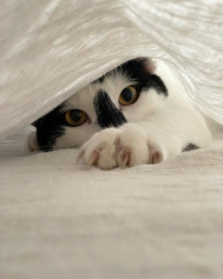Snoot di bawah selimut.