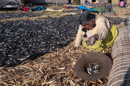 A woman works to sort fish.