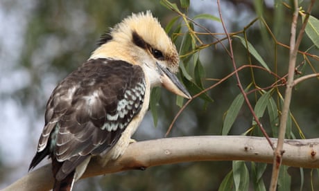 File photo of a kookaburra