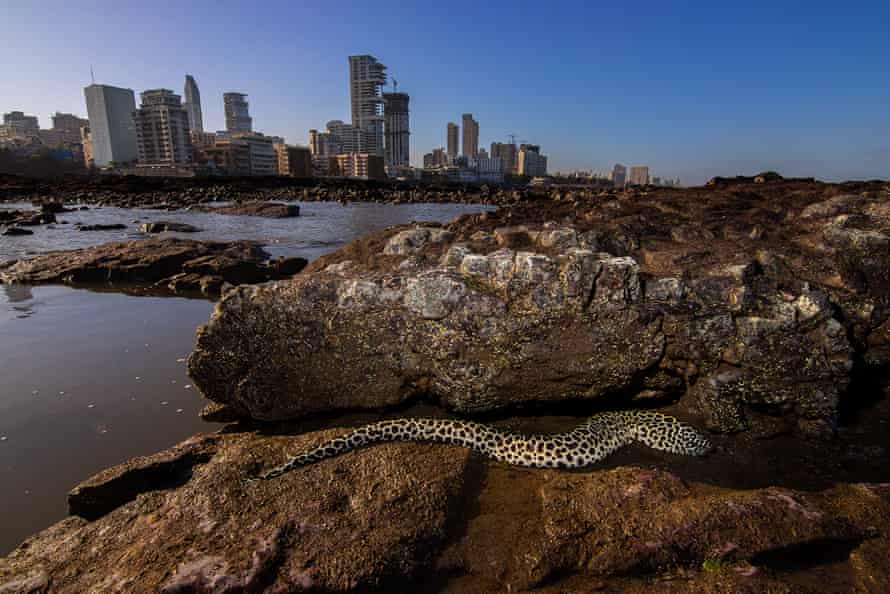 Une murène en nid d'abeille échouée à marée basse à Breach Candy, Mumbai.