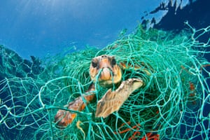 This turtle is having fun playing in discarded plastic netting which prevents it from reaching the surface and breathing. A loggerhead turtle trapped in a drifting abandoned net, Mediterranean Sea.
