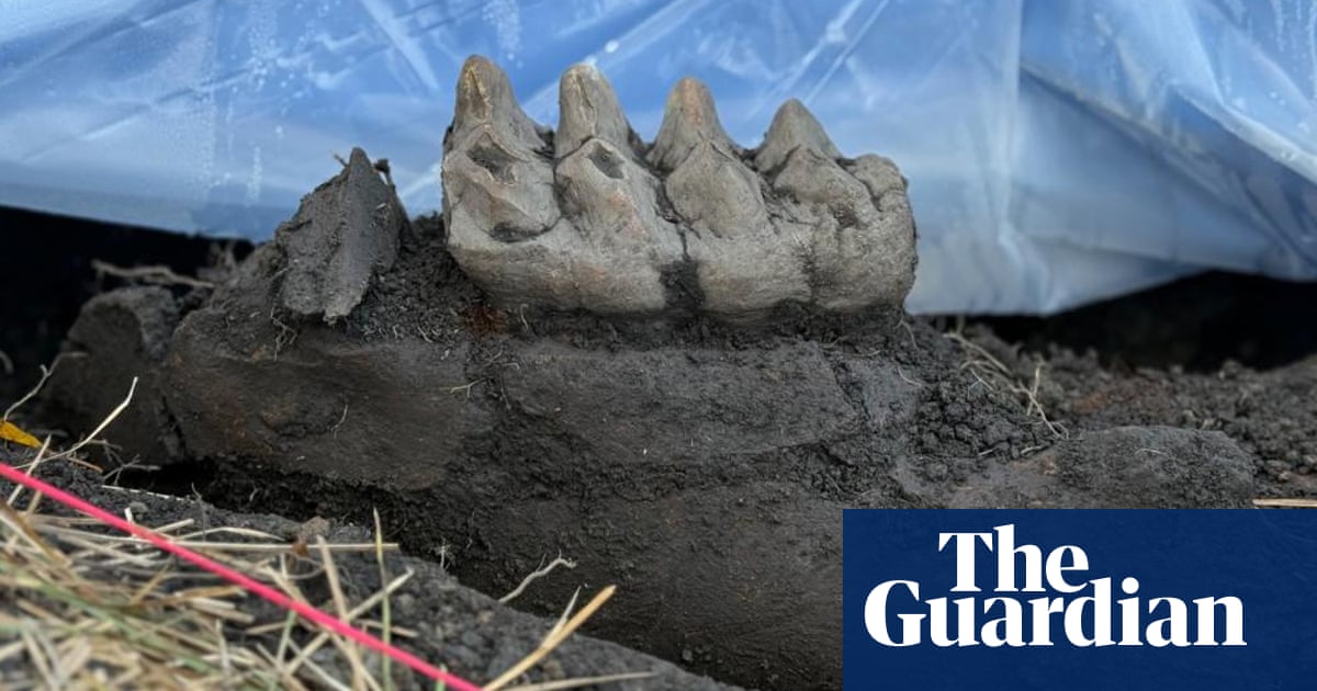 Ice Age Jawbone Unearthed in NY Backyard!