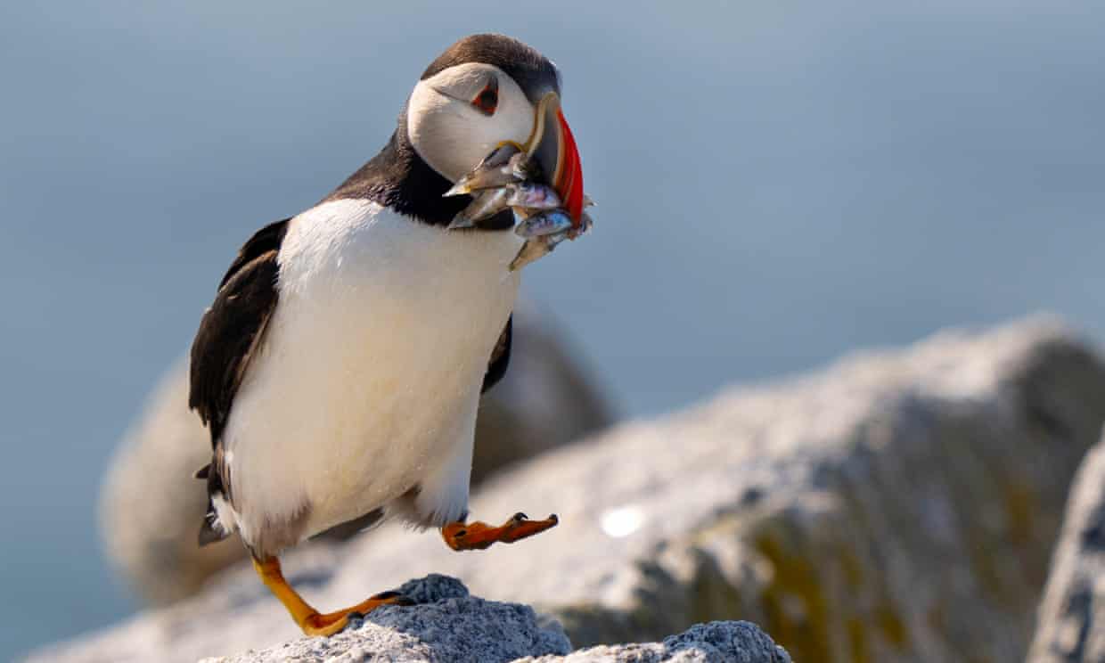 More than half of UK and Ireland seabirds in decline More than half of UK and Ireland seabirds in decline