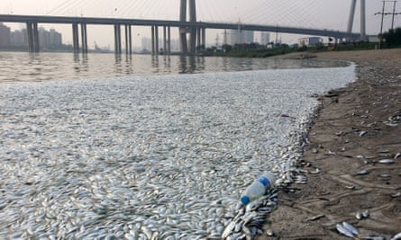 Dead fish surface near Tianjin blast site.