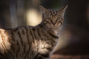 Um gato selvagem de frente para a câmera