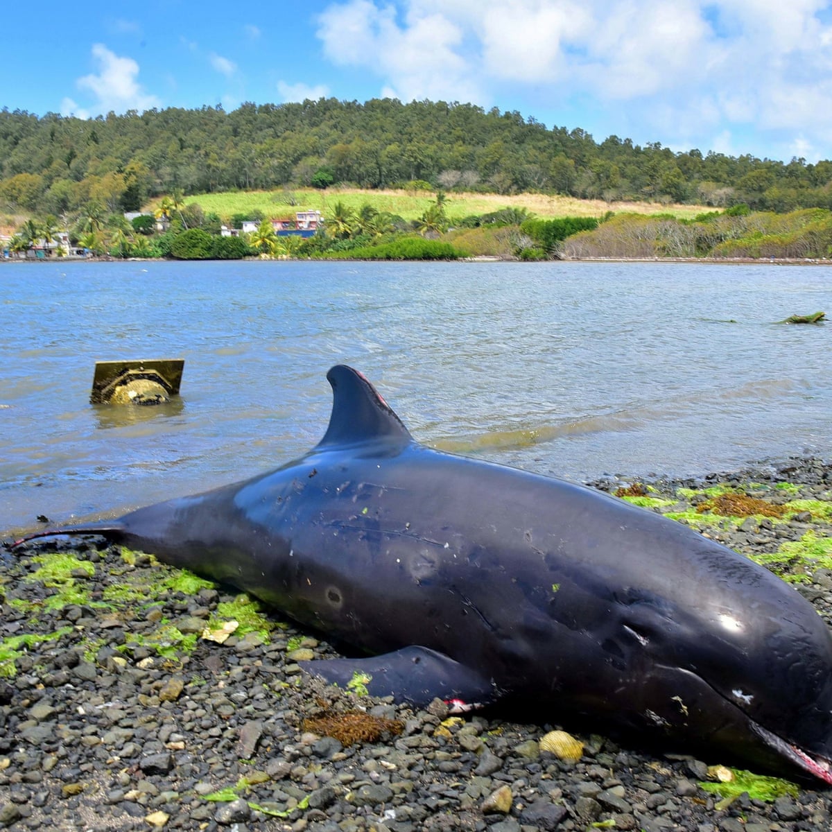 At least 40 dolphins die in area hit by Mauritius oil spill | World news | The Guardian