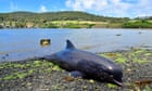 At least 40 dolphins die in
