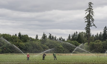 Field laborers work at a farm St. Paul, Oregon, during a heatwave.