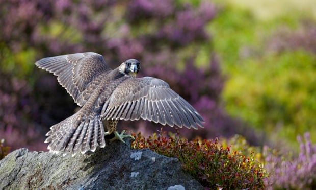 POLL: Should wildlife crime be enforced by tougher legislation? POLL: Should wildlife crime be enforced by tougher legislation?