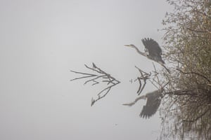 Uma garça-real voa perto de um lago, em Mecklenburg-West Pomerania, Alemanha