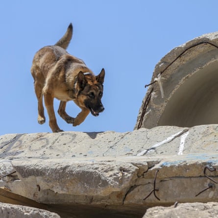 A dog bounds over rubble.