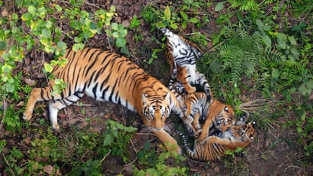 Tiger Island on BBC One.