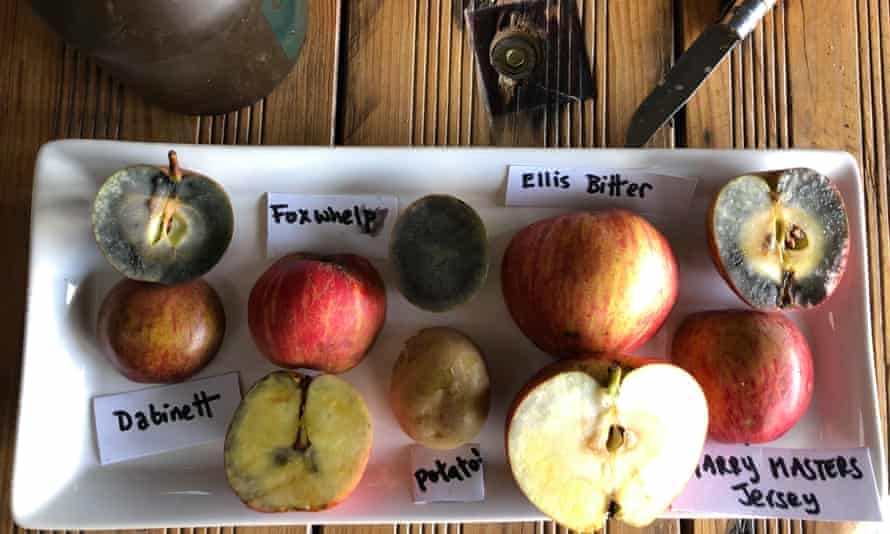Orchards recruit volunteer pickers every October and November
