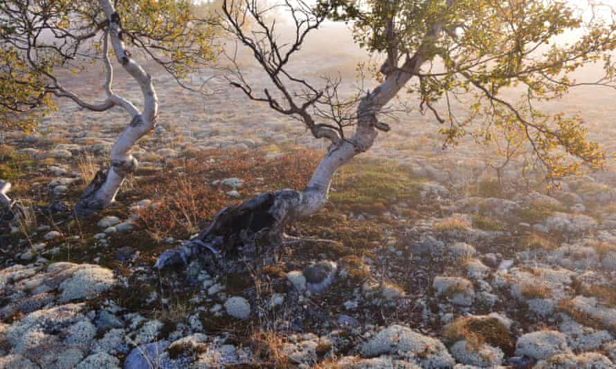 Downy birch trees in Rondane national park, Norway