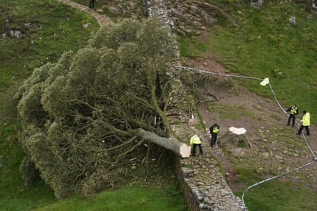 Police at the crime scene the morning after the tree was felled.