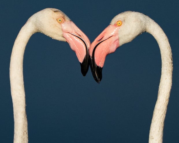 Flamingos