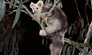 Greater gliders are threatened by logging in the central highlands of Victoria.