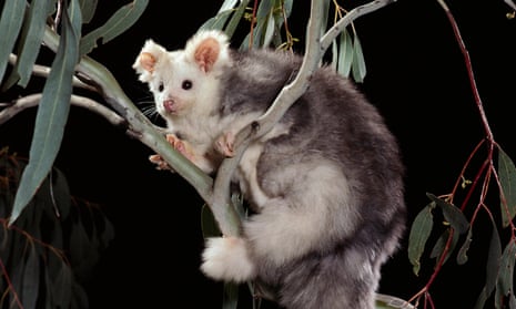 Greater glider at night