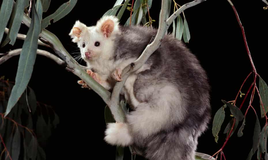 Glencore submitted documents to the federal government listing the threatened species, including the greater glider, found on its proposed Valeria coalmine site