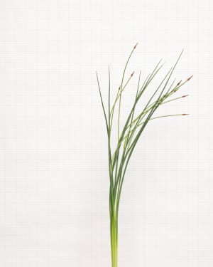 Flor selvagem de alho corvo fotografada por Kathryn Martin