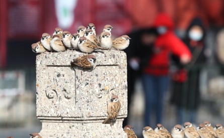 Sparrows on a stone pillar at Beihai park Beijing, China