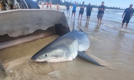 The 4m great white shark that washed up on to a beach near Kingscliff beach on the NSW Tweed Coast