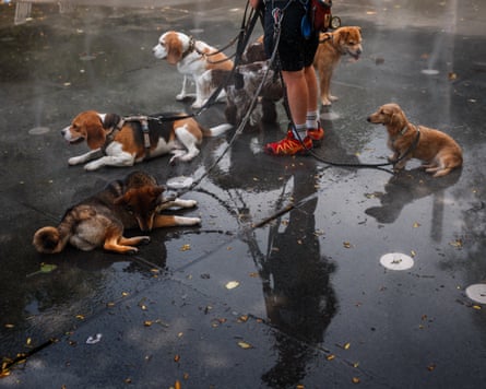 Dogs sitting in a mist fountain