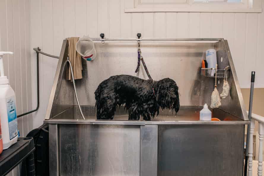 A dog takes a bath at the salon.
