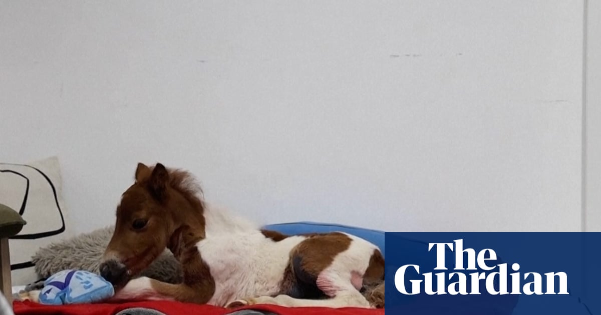 Abandoned pony grows his strength in fourth floor flat – video